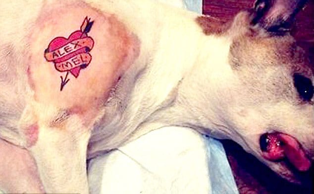 Un tatoueur provoque la polémique en tatouant son chien