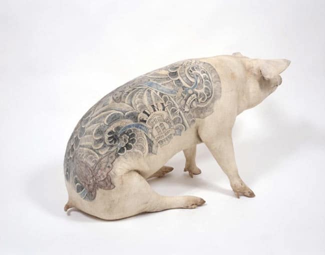 un-artiste-realise-des-tatouages-sur-des-cochons-pour-en-faire-des-oeuvres-d-art-3